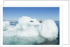 Polar Bear on Iceberg, Hudson Bay, Nunavut, Canada by Anonymous