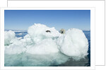 Polar Bear on Iceberg, Hudson Bay, Nunavut, Canada by Anonymous