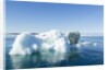 Polar Bear on Iceberg, Hudson Bay, Nunavut, Canada by Anonymous