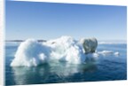 Polar Bear on Iceberg, Hudson Bay, Nunavut, Canada by Anonymous