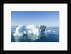 Polar Bear on Iceberg, Hudson Bay, Nunavut, Canada by Anonymous