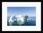 Polar Bear on Iceberg, Hudson Bay, Nunavut, Canada by Anonymous