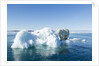 Polar Bear on Iceberg, Hudson Bay, Nunavut, Canada by Anonymous