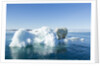 Polar Bear on Iceberg, Hudson Bay, Nunavut, Canada by Anonymous