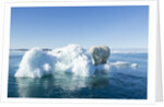 Polar Bear on Iceberg, Hudson Bay, Nunavut, Canada by Anonymous