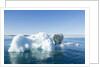 Polar Bear on Iceberg, Hudson Bay, Nunavut, Canada by Anonymous