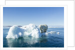 Polar Bear on Iceberg, Hudson Bay, Nunavut, Canada by Anonymous
