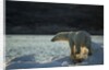 Polar Bear on Iceberg in Hudson Bay, Nunavut, Canada by Anonymous