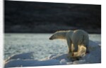 Polar Bear on Iceberg in Hudson Bay, Nunavut, Canada by Anonymous