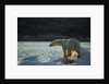 Polar Bear on Iceberg in Hudson Bay, Nunavut, Canada by Anonymous