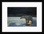 Polar Bear on Iceberg in Hudson Bay, Nunavut, Canada by Anonymous