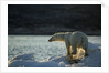 Polar Bear on Iceberg in Hudson Bay, Nunavut, Canada by Anonymous