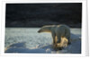 Polar Bear on Iceberg in Hudson Bay, Nunavut, Canada by Anonymous