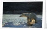 Polar Bear on Iceberg in Hudson Bay, Nunavut, Canada by Anonymous