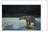 Polar Bear on Iceberg in Hudson Bay, Nunavut, Canada by Anonymous