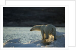 Polar Bear on Iceberg in Hudson Bay, Nunavut, Canada by Anonymous