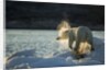 Polar Bear on Iceberg in Hudson Bay, Nunavut, Canada by Anonymous