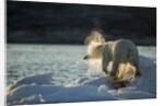 Polar Bear on Iceberg in Hudson Bay, Nunavut, Canada by Anonymous