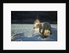 Polar Bear on Iceberg in Hudson Bay, Nunavut, Canada by Anonymous
