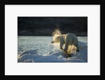Polar Bear on Iceberg in Hudson Bay, Nunavut, Canada by Anonymous