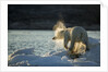 Polar Bear on Iceberg in Hudson Bay, Nunavut, Canada by Anonymous