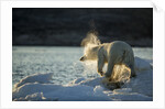 Polar Bear on Iceberg in Hudson Bay, Nunavut, Canada by Anonymous