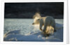 Polar Bear on Iceberg in Hudson Bay, Nunavut, Canada by Anonymous