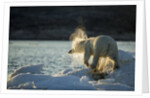 Polar Bear on Iceberg in Hudson Bay, Nunavut, Canada by Anonymous