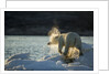 Polar Bear on Iceberg in Hudson Bay, Nunavut, Canada by Anonymous