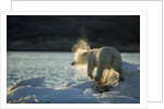 Polar Bear on Iceberg in Hudson Bay, Nunavut, Canada by Anonymous