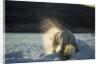 Polar Bear on Iceberg in Hudson Bay, Nunavut, Canada by Anonymous
