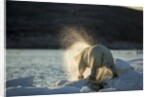 Polar Bear on Iceberg in Hudson Bay, Nunavut, Canada by Anonymous