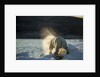Polar Bear on Iceberg in Hudson Bay, Nunavut, Canada by Anonymous