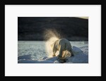 Polar Bear on Iceberg in Hudson Bay, Nunavut, Canada by Anonymous
