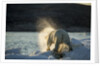Polar Bear on Iceberg in Hudson Bay, Nunavut, Canada by Anonymous