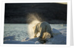 Polar Bear on Iceberg in Hudson Bay, Nunavut, Canada by Anonymous