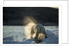 Polar Bear on Iceberg in Hudson Bay, Nunavut, Canada by Anonymous
