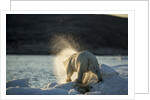 Polar Bear on Iceberg in Hudson Bay, Nunavut, Canada by Anonymous