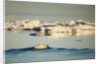 Polar Bear Swimming in Hudson Bay, Nunavut, Canada by Anonymous