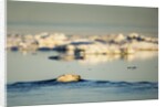Polar Bear Swimming in Hudson Bay, Nunavut, Canada by Anonymous