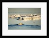 Polar Bear Swimming in Hudson Bay, Nunavut, Canada by Anonymous