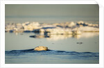 Polar Bear Swimming in Hudson Bay, Nunavut, Canada by Anonymous