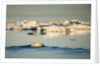 Polar Bear Swimming in Hudson Bay, Nunavut, Canada by Anonymous