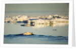 Polar Bear Swimming in Hudson Bay, Nunavut, Canada by Anonymous
