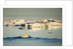Polar Bear Swimming in Hudson Bay, Nunavut, Canada by Anonymous