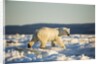 Polar Bear on Sea Ice, Hudson Bay, Nunavut, Canada by Anonymous