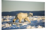 Polar Bear on Sea Ice, Hudson Bay, Nunavut, Canada by Anonymous