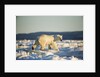 Polar Bear on Sea Ice, Hudson Bay, Nunavut, Canada by Anonymous