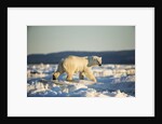 Polar Bear on Sea Ice, Hudson Bay, Nunavut, Canada by Anonymous