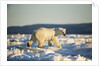 Polar Bear on Sea Ice, Hudson Bay, Nunavut, Canada by Anonymous